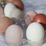 Multicolored chicken eggs from Violet Hill Farm